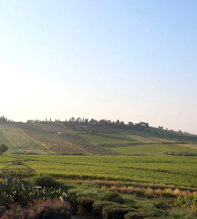 VincentSheppard_PlanetaWinery_1920x1080