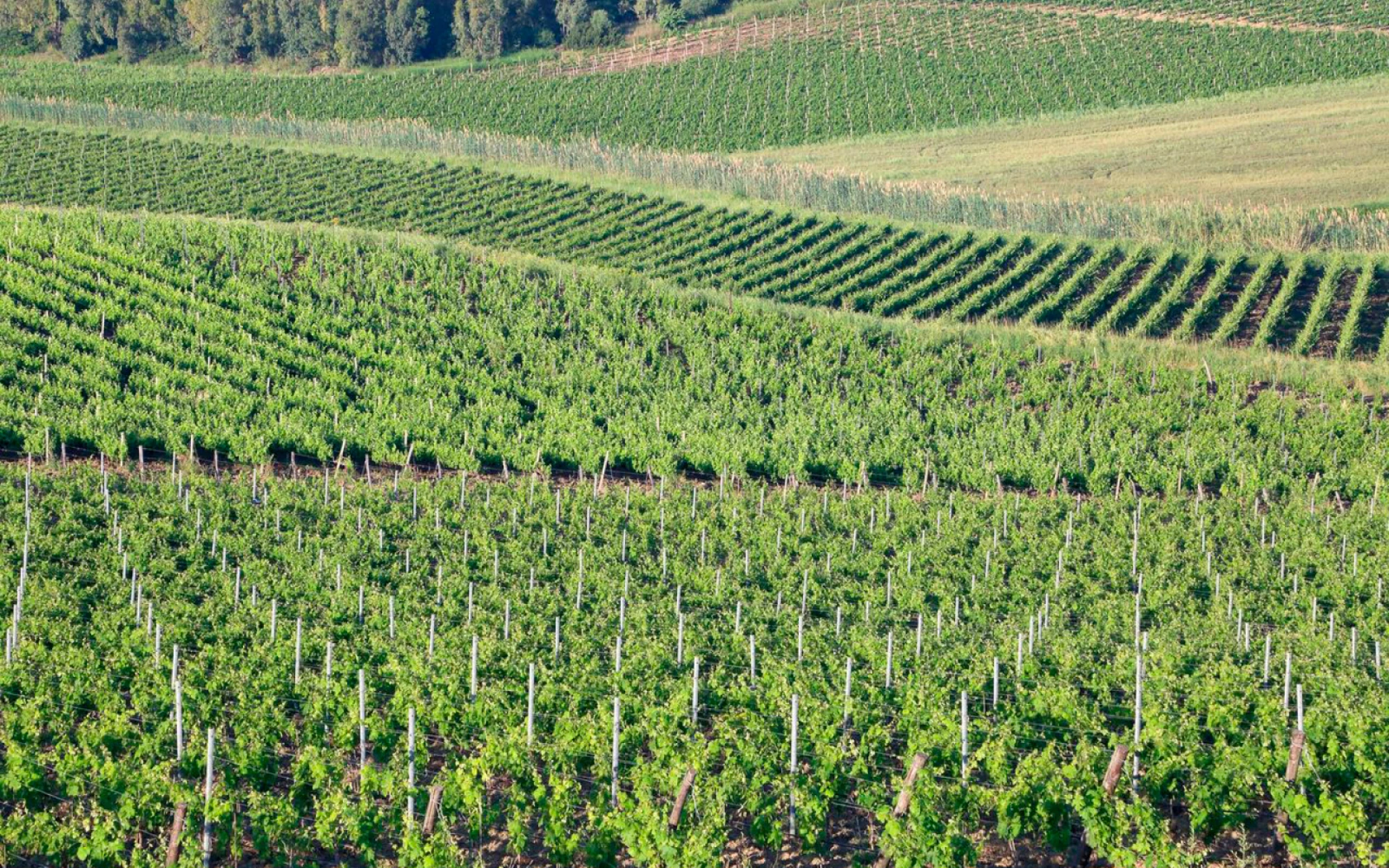 VincentSheppard_PlanetaWinery_large_1600