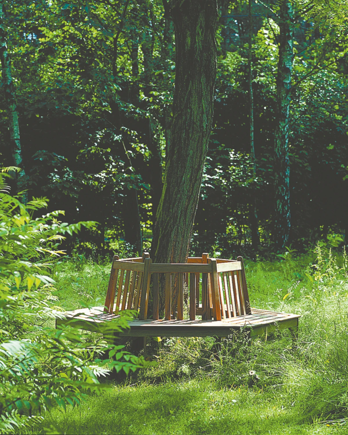 Cotswold_AroundTheTree_extra_800x1000